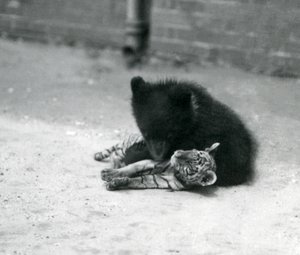 Een bruine berenwelp speelt met een tijgerwelp in de dierentuin van Londen, april 1914